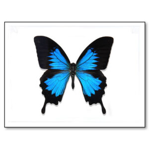 #112 - Papilio ulysses