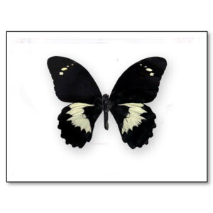 #124 - Papilio swallowtail