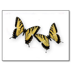 #133 - Tiger Swallowtails